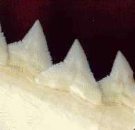 shark teeth, front view of bottom teeth - note the serrated edges