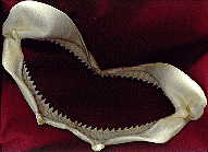 shark teeth, back view