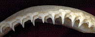 shark teeth, front view of some top teeth - you can see the current teeth preparing to fall off, and the replacement teech lining up behind