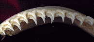 shark teeth, front view, top set