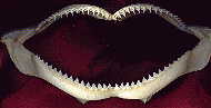 shark teeth, front view
