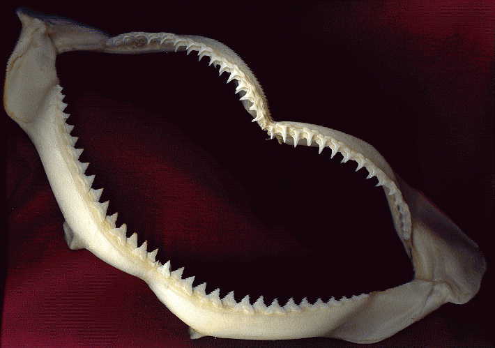 shark teeth, front view