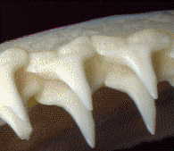 shark teeth, front view close-up of top set - nice incisor shape!