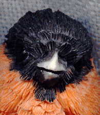 finch A, front of face