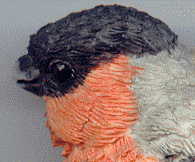 finch A, left side of head