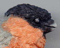 head of finch A, right side
