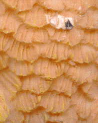 small owl ornament A: closeup of feathers, showing typical barn owl spots