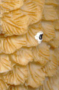 small owl ornament B: closeup of feathers, showing typical barn owl spots