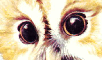 eyes of juvenile from second plate - showing amber eyes (so it's not a tawny owl - they have black eyes).
